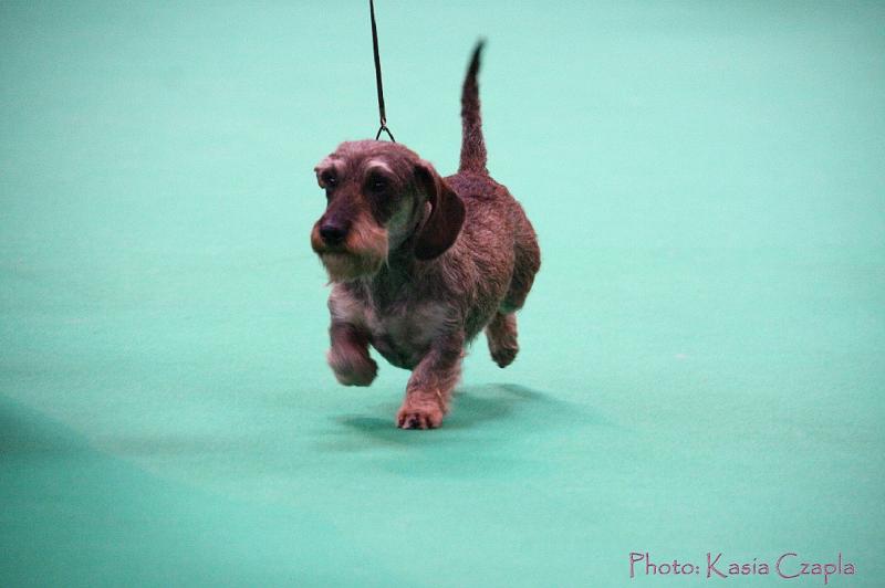 Crufts2011_2 1514.jpg